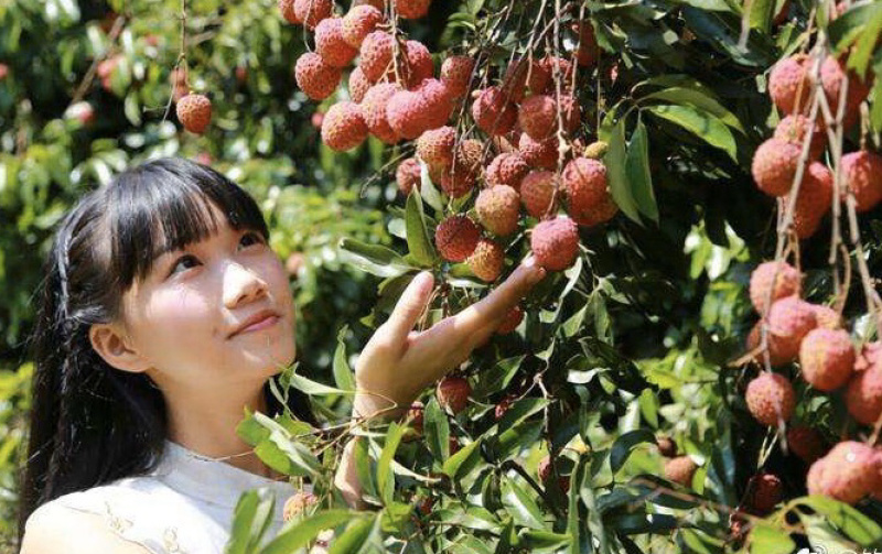 海南妃子笑荔枝万亩基地果园直销欢迎咨询采购