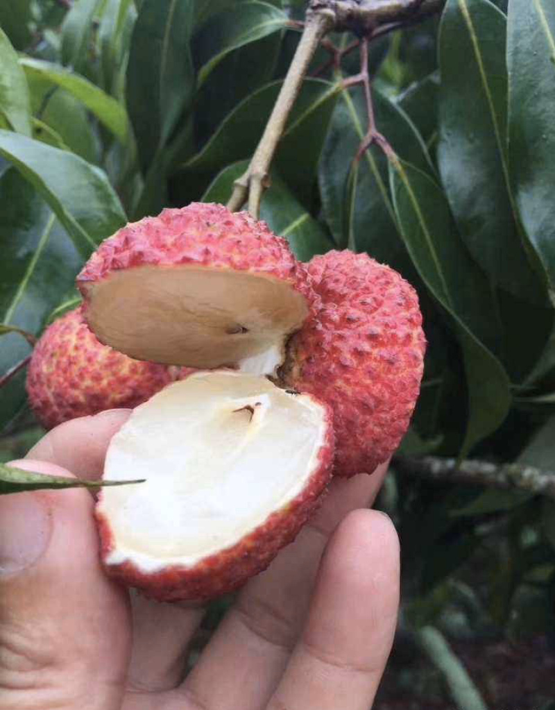 海南妃子笑荔枝万亩基地果园直销欢迎咨询采购
