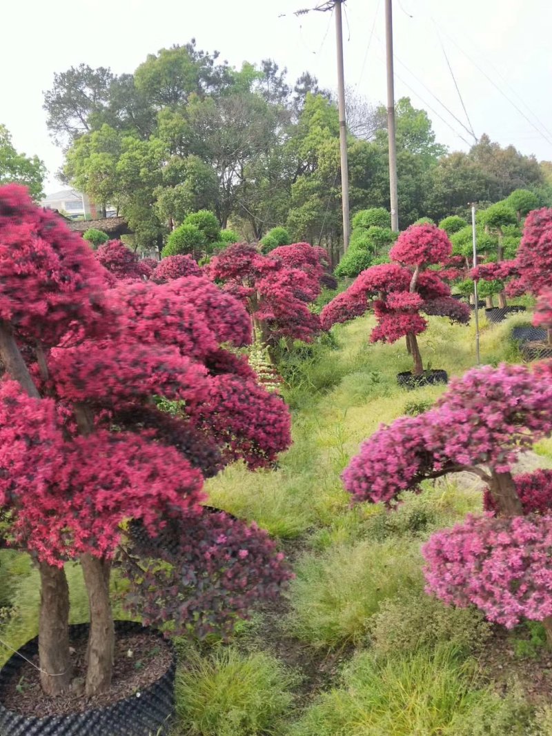红花继木批发