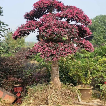 红花继木批发