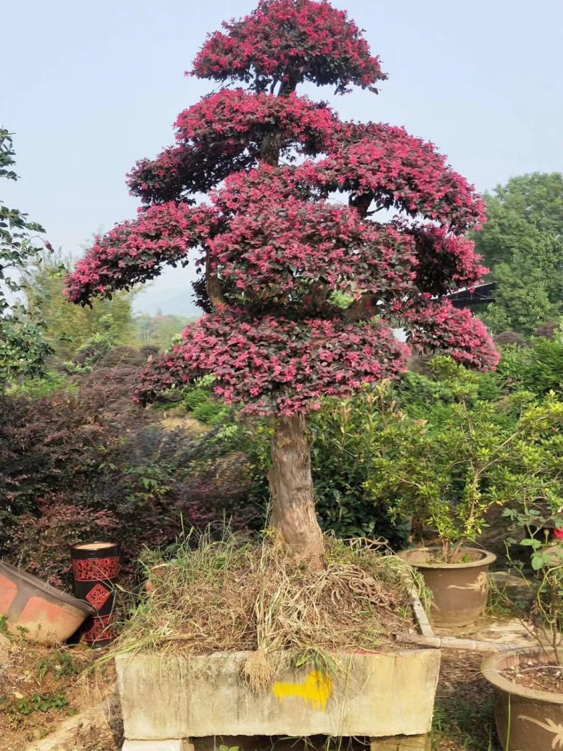 红花继木批发