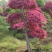 红花继木批发