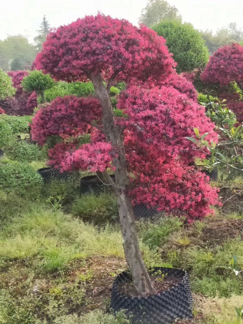红花继木批发