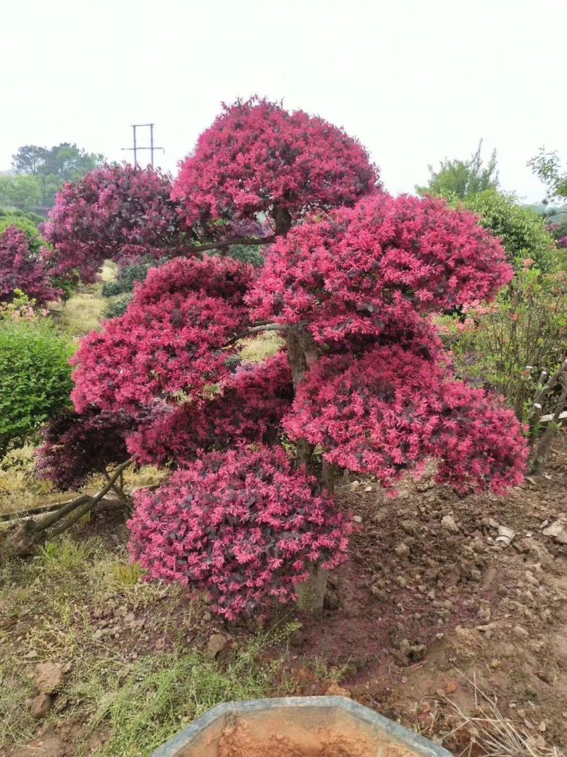 红花继木批发