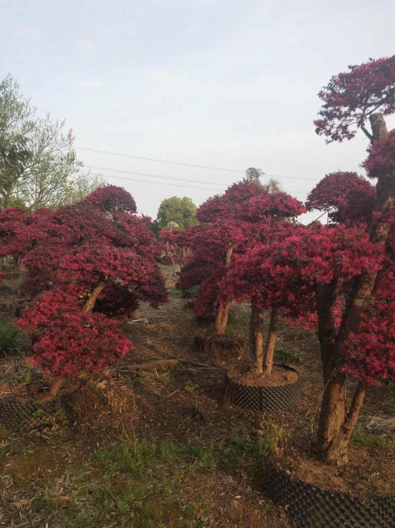 红花继木批发