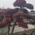 红花继木批发