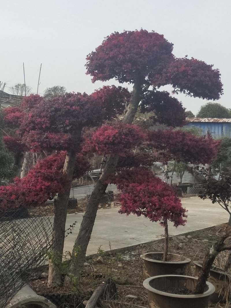 红花继木批发