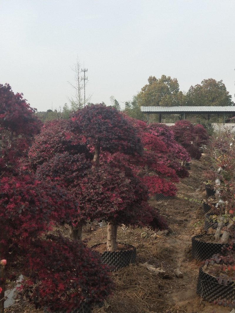 红花继木批发