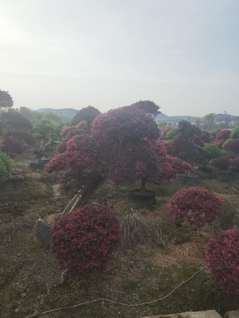 红花继木批发