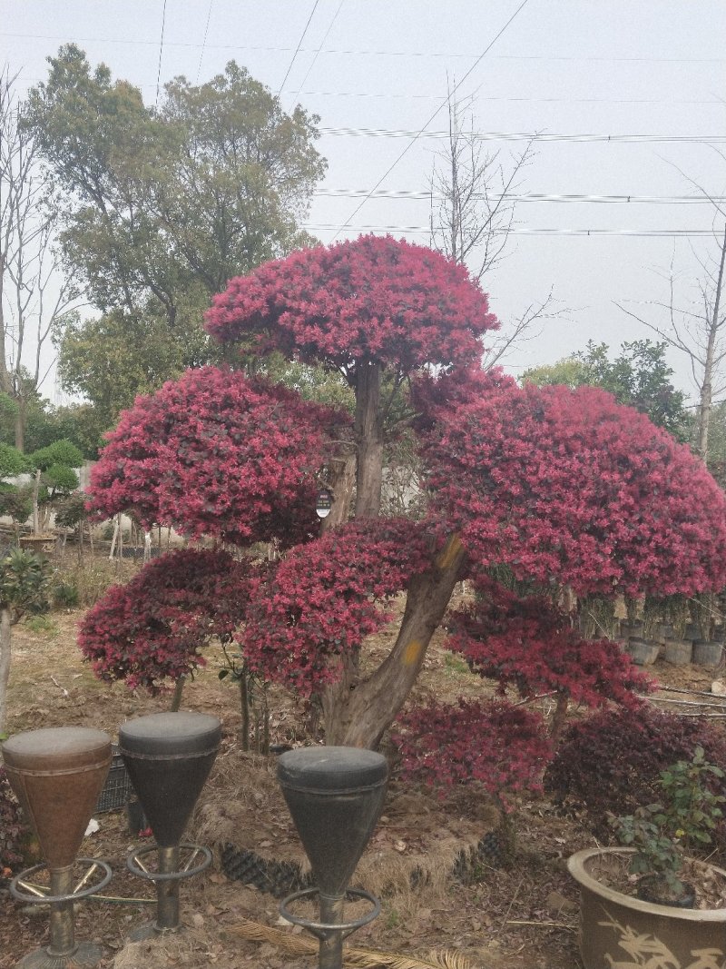 红花继木批发