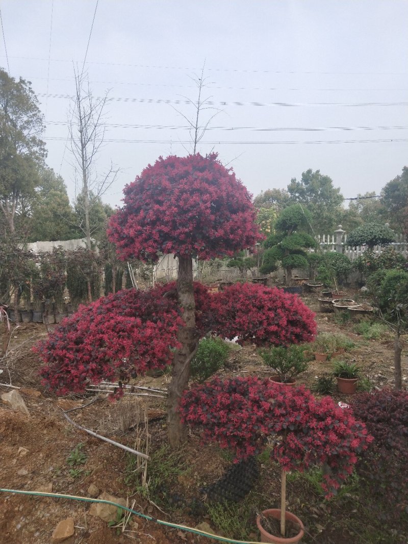 红花继木批发