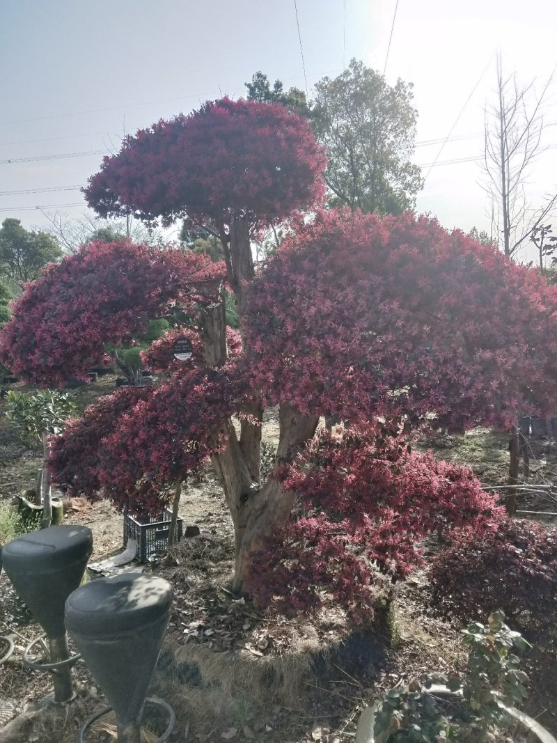 红花继木批发