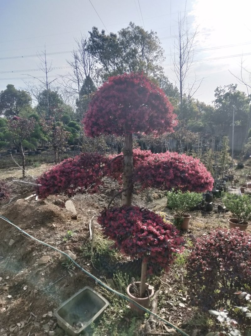 红花继木批发