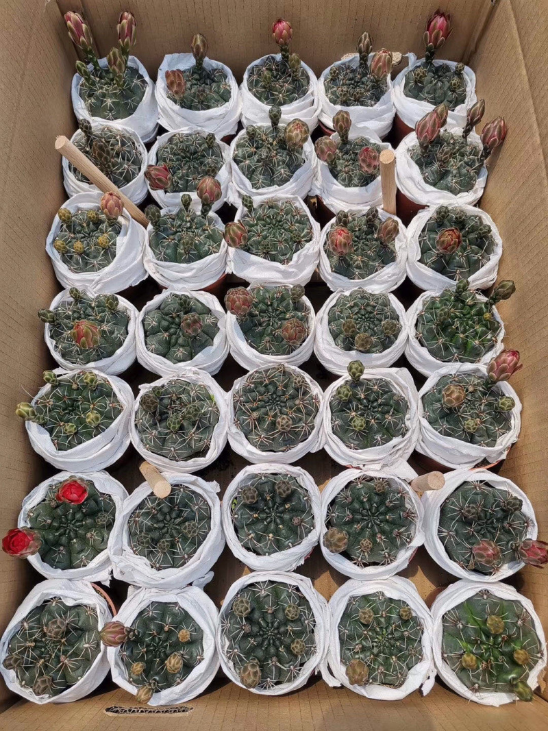 菲花玉仙人球大小规格带盆整箱批发基地直销