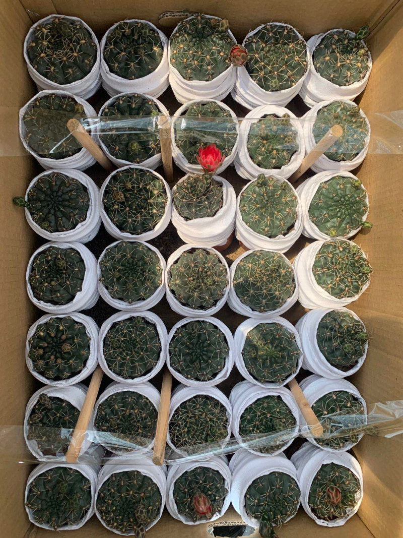 菲花玉仙人球大小规格带盆整箱批发基地直销