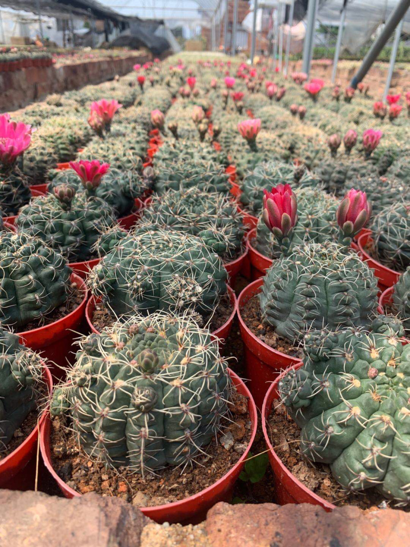 菲花玉仙人球大小规格带盆整箱批发基地直销