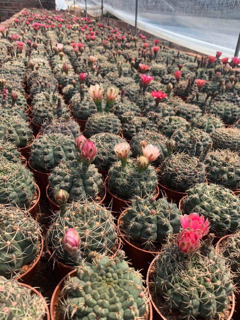 菲花玉仙人球大小规格带盆整箱批发基地直销
