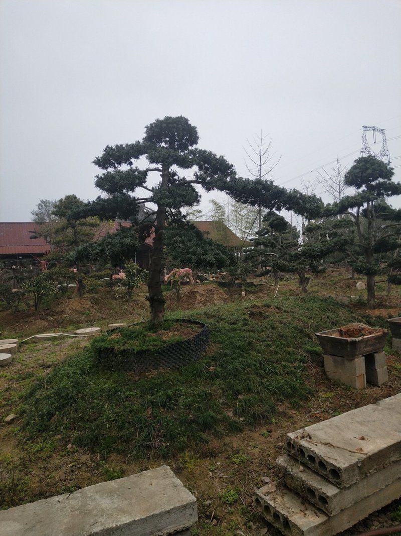 罗汉松