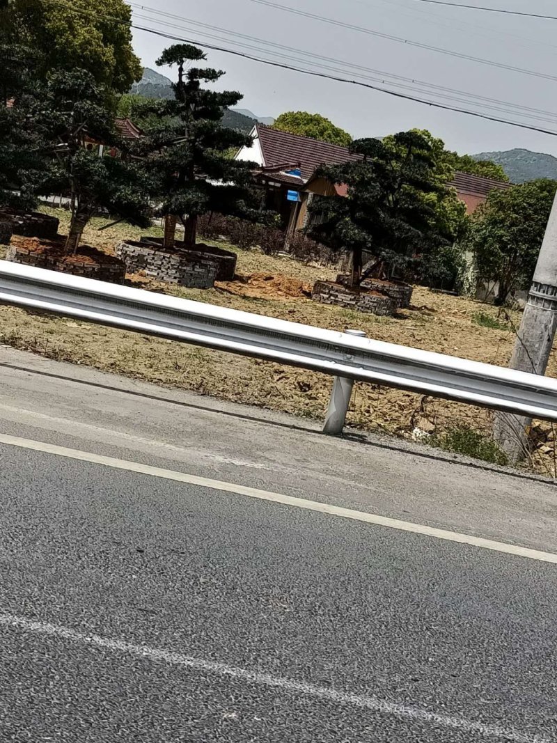罗汉松
