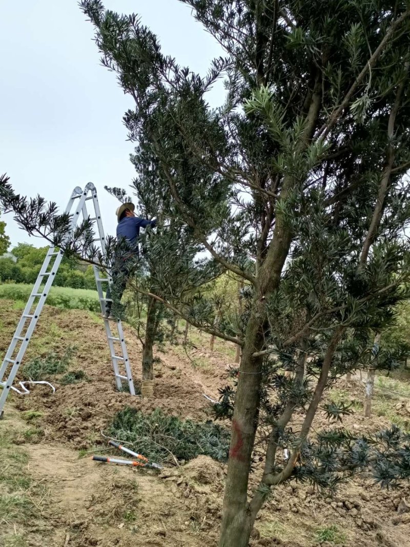 罗汉松