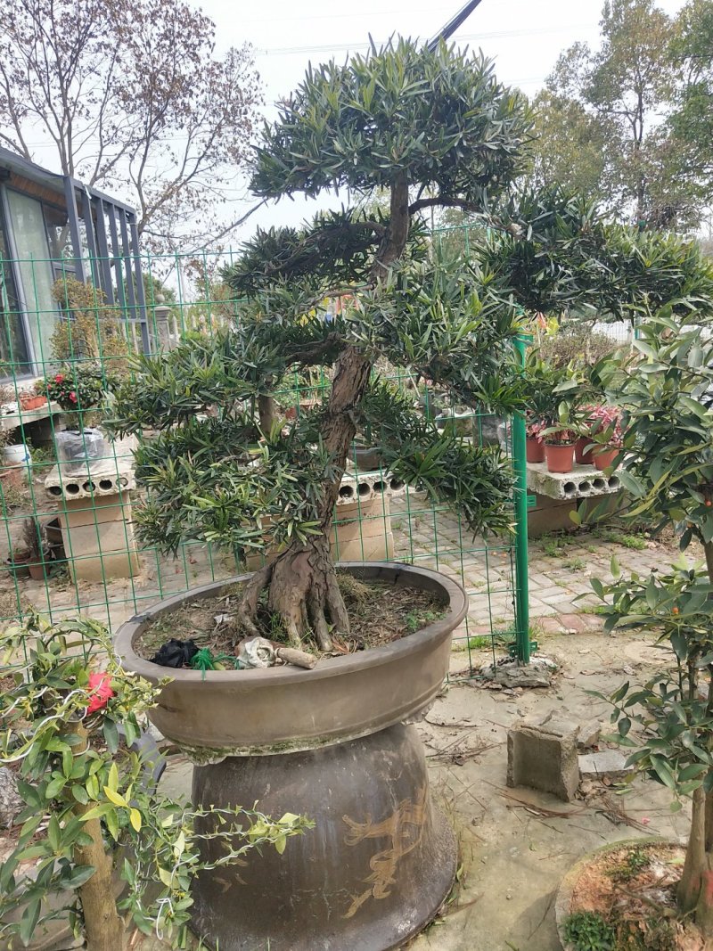 罗汉松