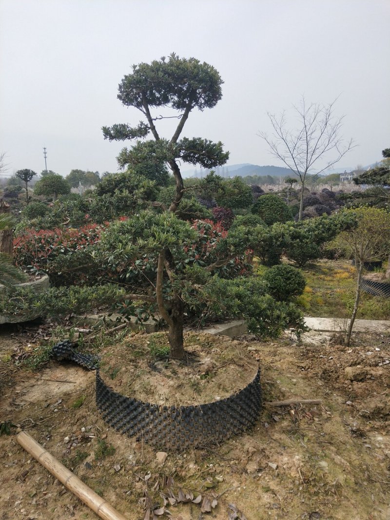罗汉松