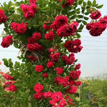 甜蜜红木香花苗白木香黄木香花苗十里香花苗庭院爬藤植物四季