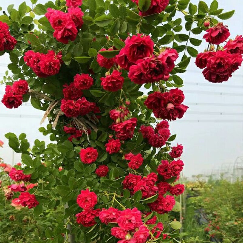 甜蜜红木香花苗白木香黄木香花苗十里香花苗庭院爬藤植物四季