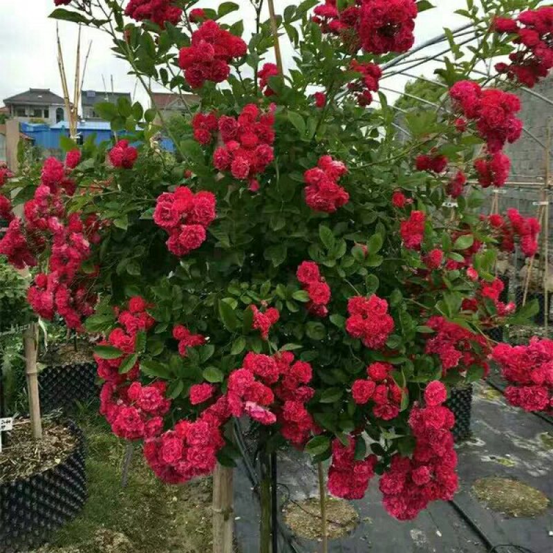甜蜜红木香花苗白木香黄木香花苗十里香花苗庭院爬藤植物四季