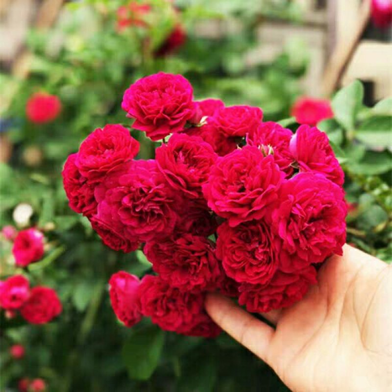 甜蜜红木香花苗白木香黄木香花苗十里香花苗庭院爬藤植物四季