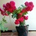 甜蜜红木香花苗白木香黄木香花苗十里香花苗庭院爬藤植物四季