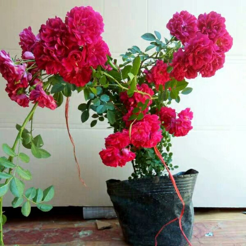 甜蜜红木香花苗白木香黄木香花苗十里香花苗庭院爬藤植物四季