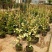 甜蜜红木香花苗白木香黄木香花苗十里香花苗庭院爬藤植物四季