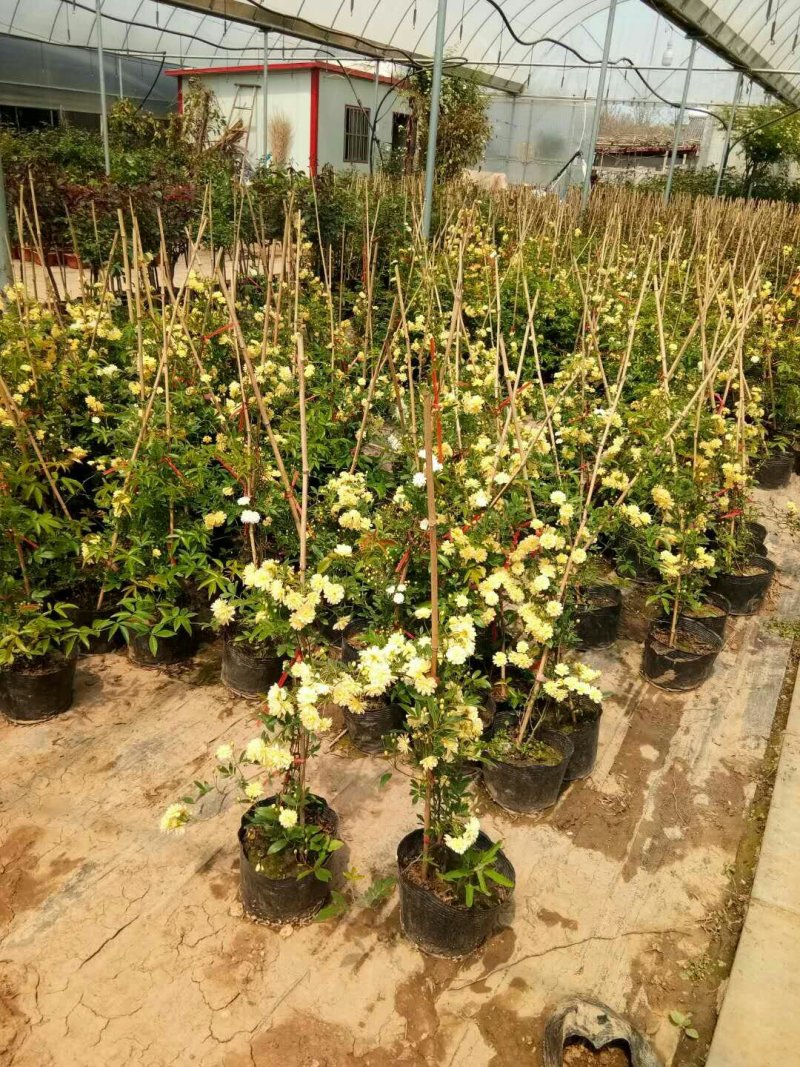 甜蜜红木香花苗白木香黄木香花苗十里香花苗庭院爬藤植物四季