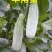 【诚信实力代收代发】山东羊角蜜甜瓜,精品货,电商货都有
