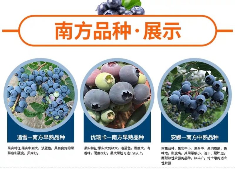 【爆品】蓝莓苗蓝丰兔眼黑珍珠薄雾等品种卖疯了包邮