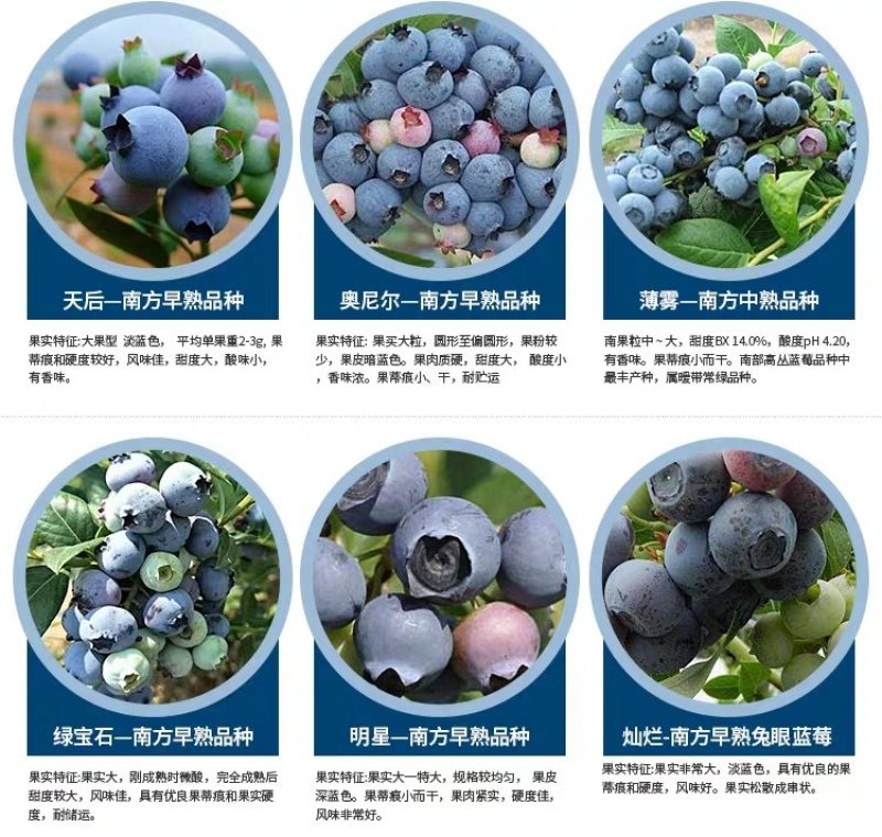 【爆品】蓝莓苗蓝丰兔眼黑珍珠薄雾等品种卖疯了包邮