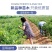 【爆品】蓝莓苗蓝丰兔眼黑珍珠薄雾等品种卖疯了包邮