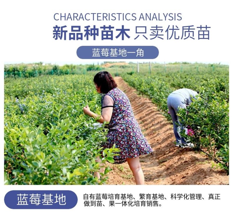 【爆品】蓝莓苗蓝丰兔眼黑珍珠薄雾等品种卖疯了包邮