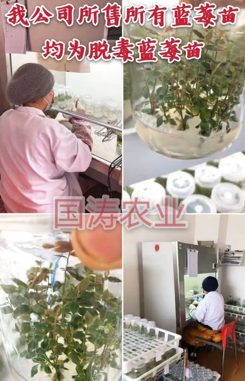 【爆品】蓝莓苗蓝丰兔眼黑珍珠薄雾等品种卖疯了包邮