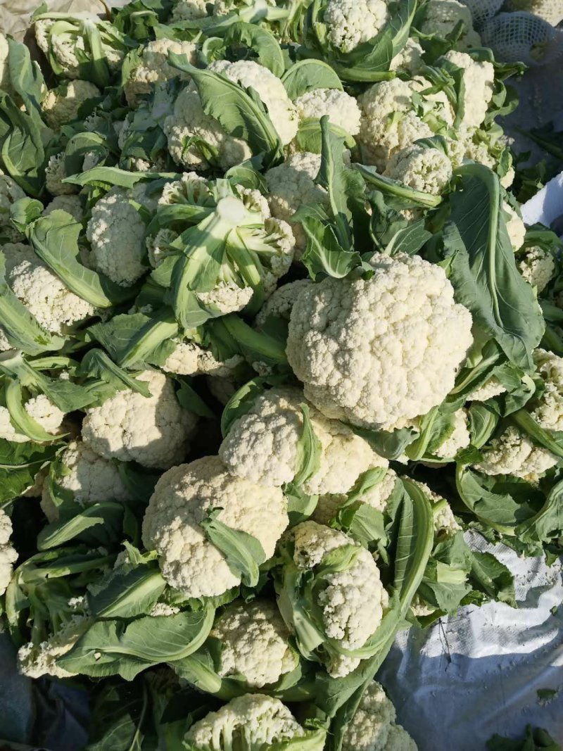 花菜己大量上市了欢迎合作