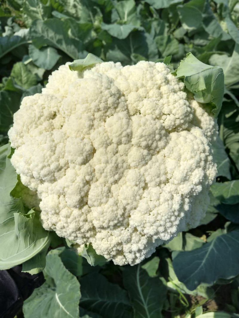 花菜己大量上市了欢迎合作