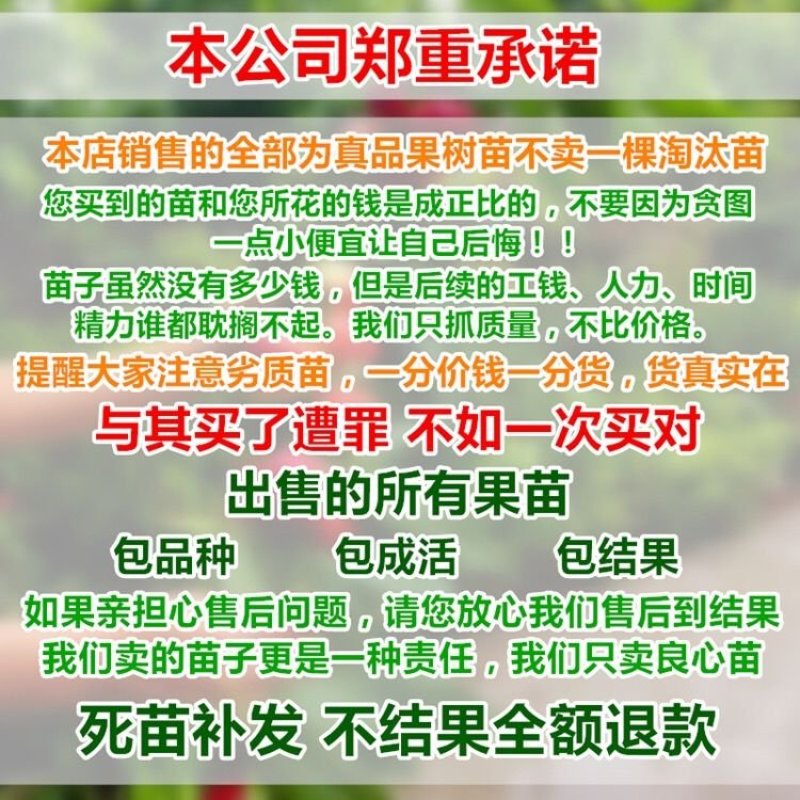 【爆品】蓝莓苗蓝丰兔眼黑珍珠薄雾等品种卖疯了包邮