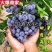 【爆品】蓝莓苗蓝金兔眼薄雾黑珍珠等保证品种包邮
