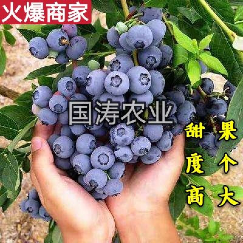 【爆品】蓝莓苗蓝金兔眼薄雾黑珍珠等保证品种包邮