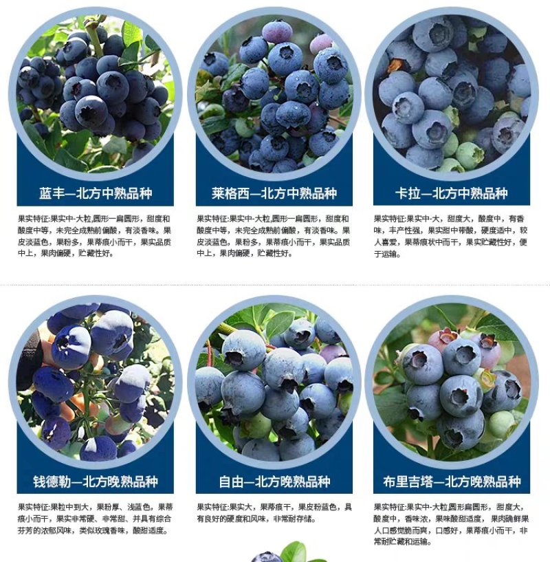 【爆品】蓝莓苗蓝金兔眼薄雾黑珍珠等保证品种包邮