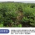 【爆品】蓝莓苗蓝金兔眼薄雾黑珍珠等保证品种包邮