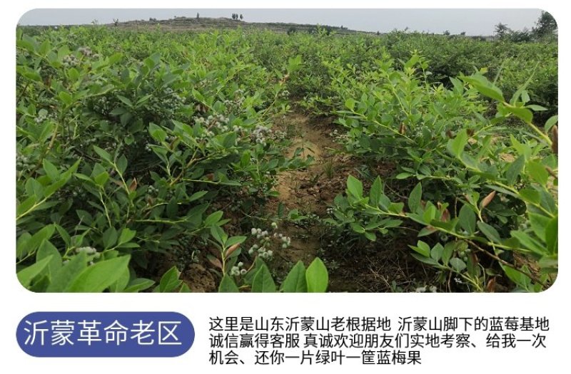 【爆品】蓝莓苗蓝金兔眼薄雾黑珍珠等保证品种包邮
