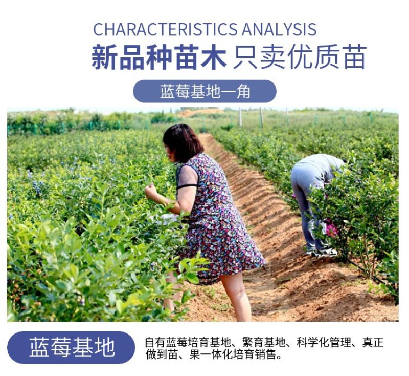 【爆品】蓝莓苗蓝金兔眼薄雾黑珍珠等保证品种包邮