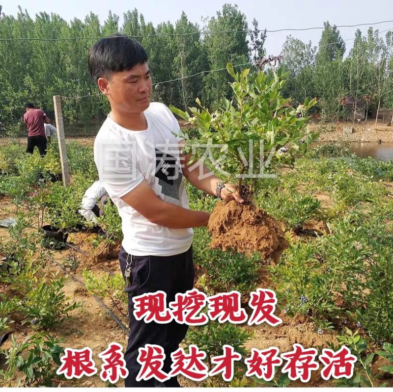 【爆品】蓝莓苗蓝金兔眼薄雾黑珍珠等保证品种包邮